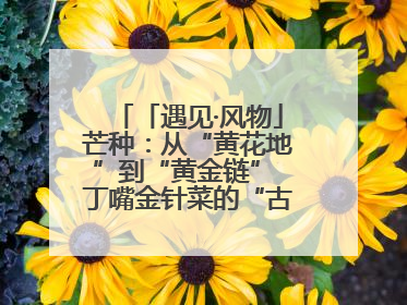 「遇见·风物」芒种：从“黄花地”到“黄金链” 丁嘴金针菜的“古法”经