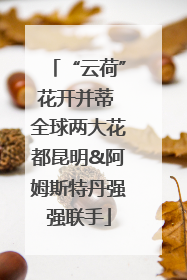 “云荷”花开并蒂 全球两大花都昆明&阿姆斯特丹强强联手