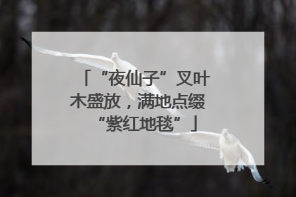 “夜仙子”叉叶木盛放，满地点缀“紫红地毯”