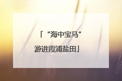 “海中宝马”游进霞浦盐田
