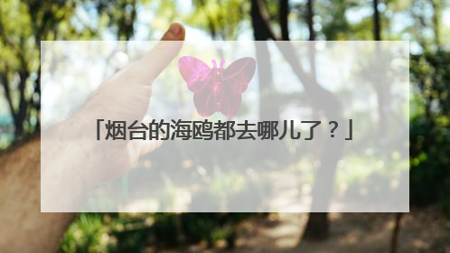 烟台的海鸥都去哪儿了？