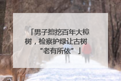 男子擅挖百年大樟树，检察护绿让古树“老有所依”