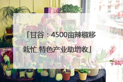 甘谷：4500亩辣椒移栽忙 特色产业助增收