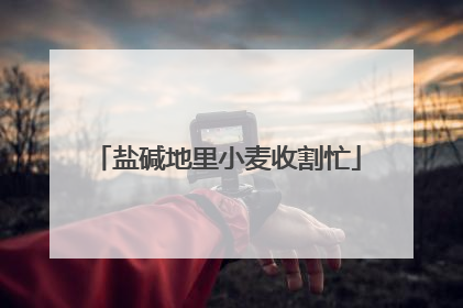 盐碱地里小麦收割忙