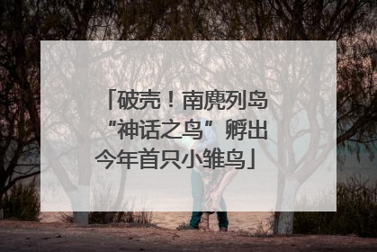破壳！南麂列岛“神话之鸟”孵出今年首只小雏鸟