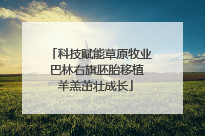 科技赋能草原牧业 巴林右旗胚胎移植羊羔茁壮成长