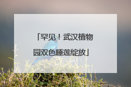 罕见！武汉植物园双色睡莲绽放