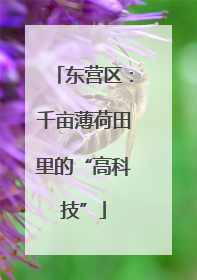 东营区：千亩薄荷田里的“高科技”