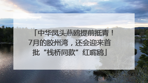 中华凤头燕鸥提前抵青！7月的胶州湾，还会迎来首批“栈桥同款”红嘴鸥