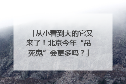 从小看到大的它又来了！北京今年“吊死鬼”会更多吗？