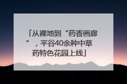 从裸地到“药香画廊”，平谷40余种中草药特色花园上线