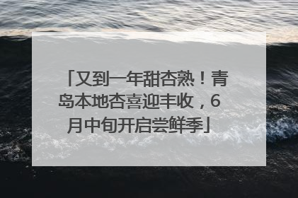 又到一年甜杏熟！青岛本地杏喜迎丰收，6月中旬开启尝鲜季