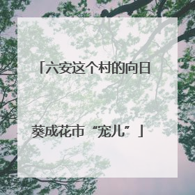 六安这个村的向日葵成花市“宠儿”
