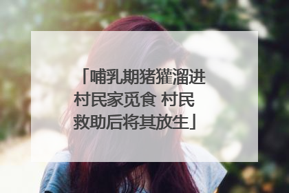 哺乳期猪獾溜进村民家觅食 村民救助后将其放生