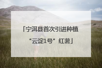 宁洱县首次引进种植“云淀1号”红薯