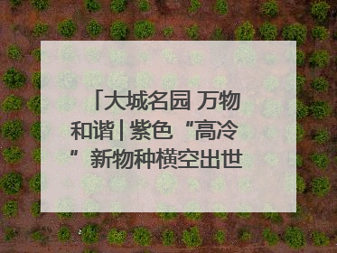 大城名园 万物和谐│紫色“高冷”新物种横空出世，皱褶叶片暗藏进化密码
