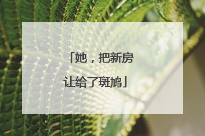 她，把新房让给了斑鸠
