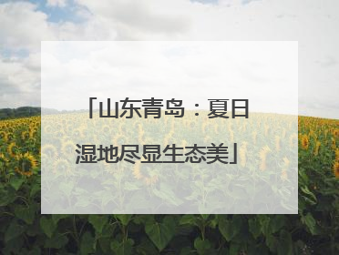 山东青岛：夏日湿地尽显生态美