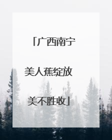 广西南宁美人蕉绽放美不胜收