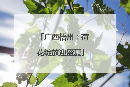 广西梧州：荷花绽放迎盛夏