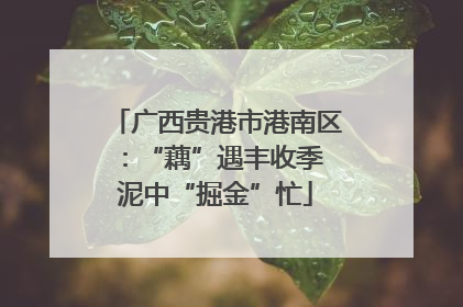 广西贵港市港南区：“藕”遇丰收季 泥中“掘金”忙