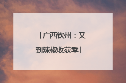 广西钦州：又到辣椒收获季