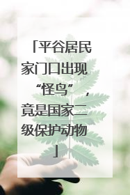 平谷居民家门口出现“怪鸟”，竟是国家二级保护动物