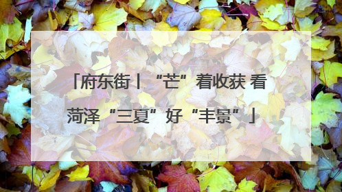 府东街丨“芒”着收获 看菏泽“三夏”好“丰景”