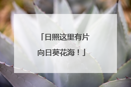 日照这里有片向日葵花海！