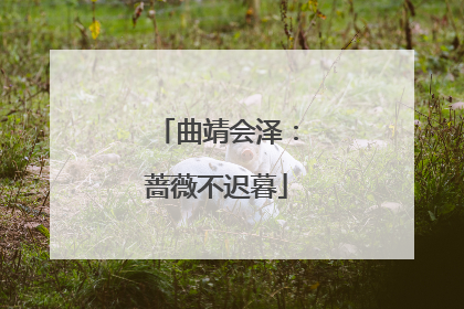 曲靖会泽：蔷薇不迟暮