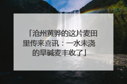 沧州黄骅的这片麦田里传来喜讯：一水未浇的旱碱麦丰收了