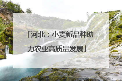 河北：小麦新品种助力农业高质量发展