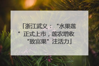 浙江武义：“水果莲”正式上市，莲农增收“致富果”注活力