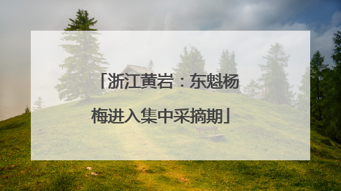 浙江黄岩：东魁杨梅进入集中采摘期