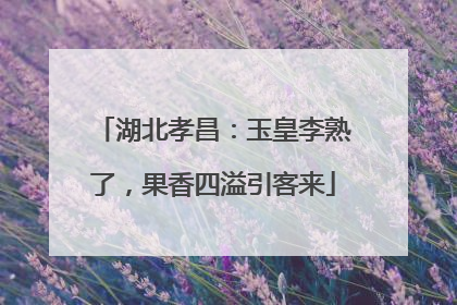 湖北孝昌：玉皇李熟了，果香四溢引客来