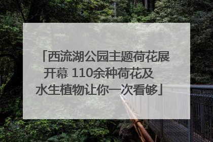 西流湖公园主题荷花展开幕 110余种荷花及水生植物让你一次看够