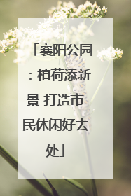 襄阳公园：植荷添新景 打造市民休闲好去处