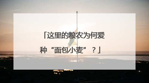 这里的粮农为何爱种“面包小麦”？