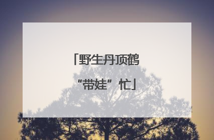野生丹顶鹤“带娃”忙