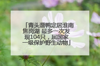 青头潜鸭定居淮南焦岗湖 最多一次发现104只，属国家一级保护野生动物