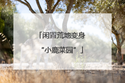 闲置荒地变身“小鹿菜园”