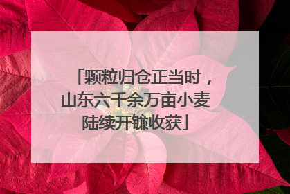 颗粒归仓正当时，山东六千余万亩小麦陆续开镰收获