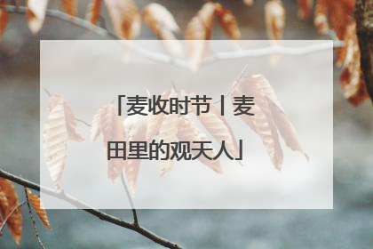 麦收时节丨麦田里的观天人