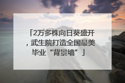 2万多株向日葵盛开，武生院打造全国最美毕业“背景墙”