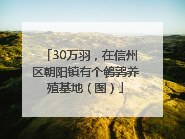 30万羽，在信州区朝阳镇有个鹌鹑养殖基地（图）