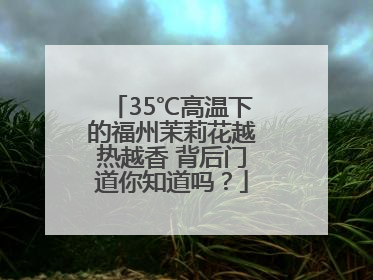 35℃高温下的福州茉莉花越热越香 背后门道你知道吗？